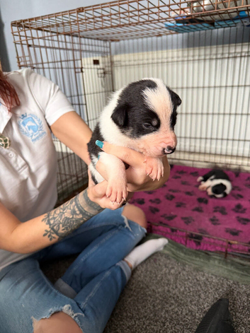 6 amazing puppies
