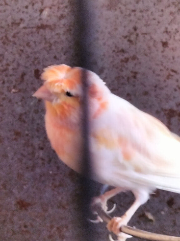 Canary