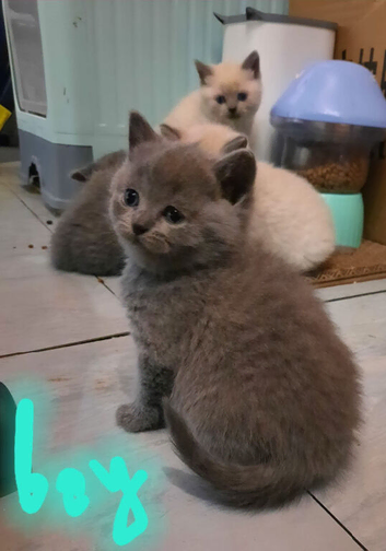 British shorthair kitten
