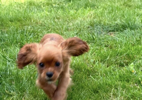 Home Raised Cavalier King Charles Spaniels