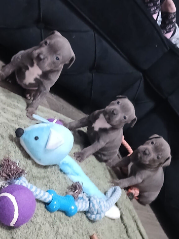 Blue Staffordshire pups