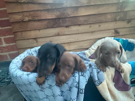 Daschund puppies