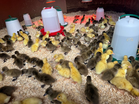 Day old khaki cambells and cherry valley females