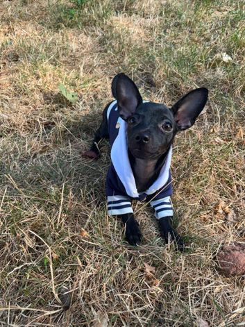 Russian Toy terrier