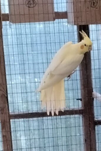 Lutino Cockatiel
