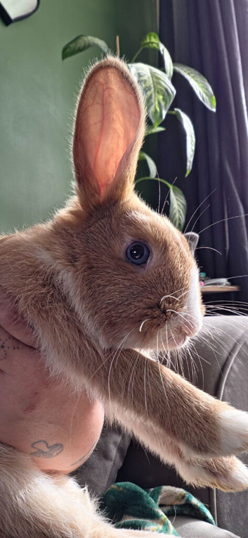 2 Male and 1 female bunny