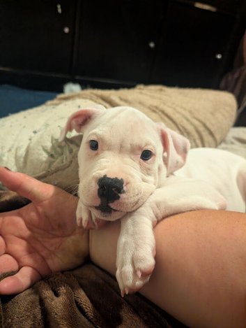 Female American Bulldog