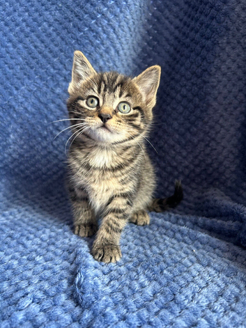 Mainecoon x
