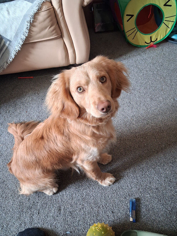 1 year old male cockapoo