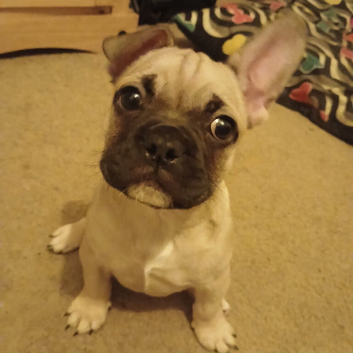 Frenchie x Pug