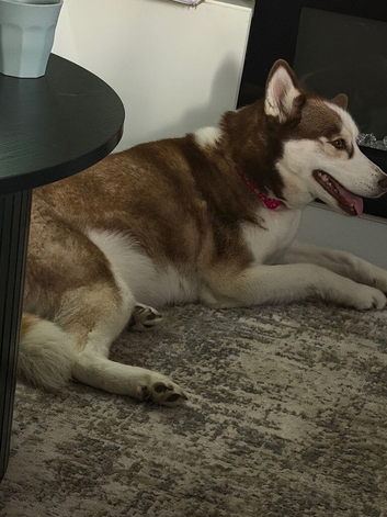Puppies Siberian husky / full Labrador