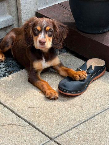 Choclate and tan tri working cocker bitch pup
