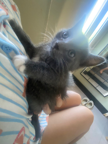 Beautiful kittens