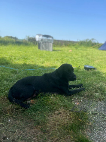 Labrador puppies