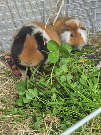 Bonded boars