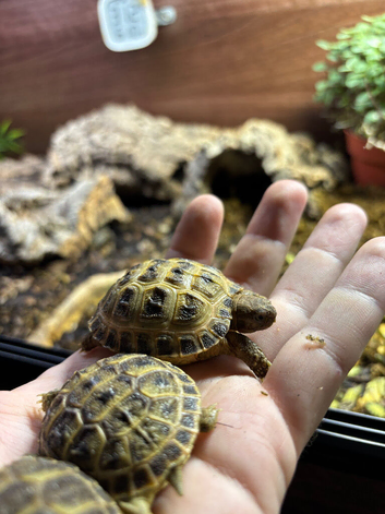 Baby Horsefield Tortoises for sale