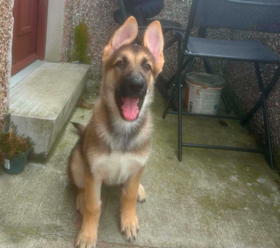 GERMAN SHEPHERD X HUSKY PUPPY