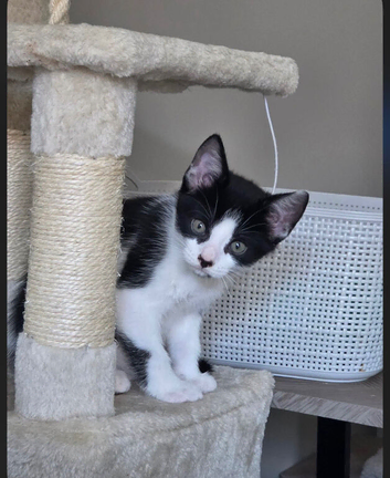 Kittens