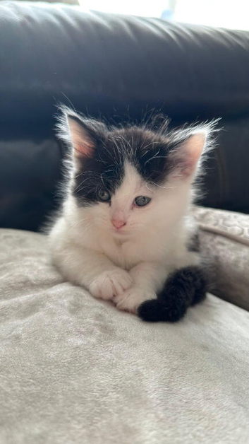 Kittens for sale