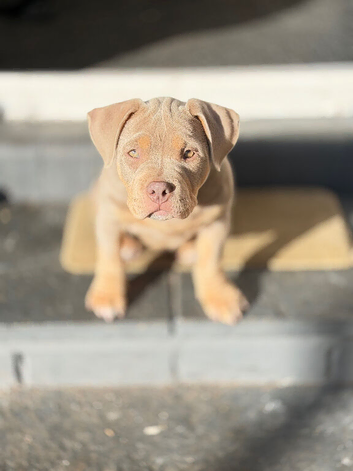 Female 16 weeks old