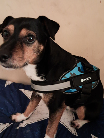 Jack Russell/Patindale