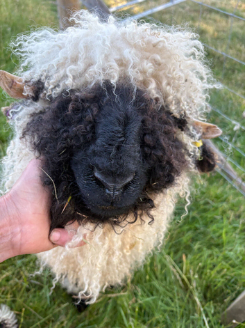 Valais Blacknose Ram-Lamb for Sale