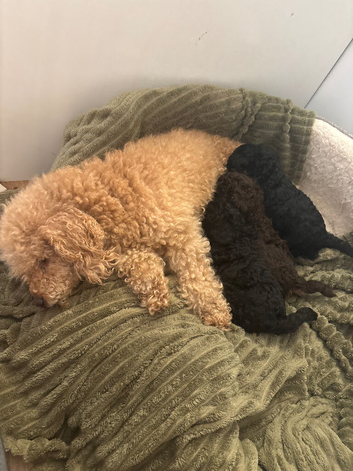 Toy poodle puppies