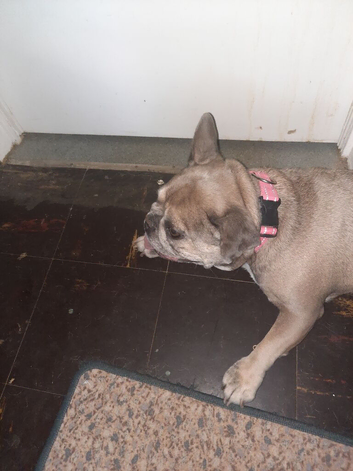To rehome my dog