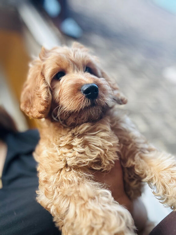 F1B cockapoo 2 female left ready to leave