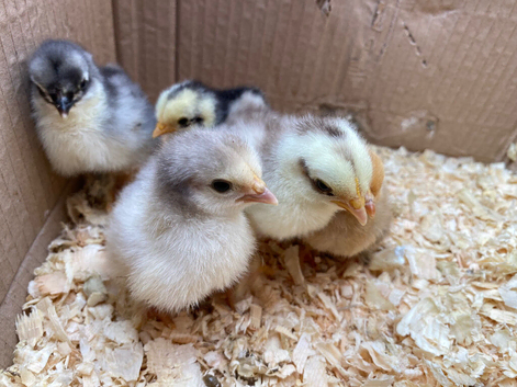 Pekin Bantam chicks