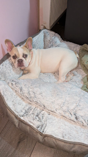 Puppy 5 months fawn pie Frenchie