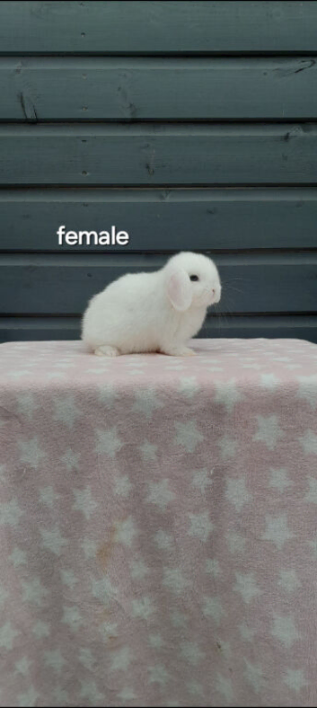 Purebred mini lop ready to leave