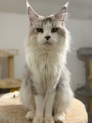 Stunning Maine coon available