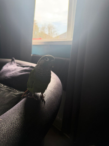 Firey shoulder conure