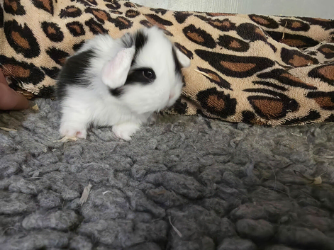 Stunning baby minilops can meet by arrangement