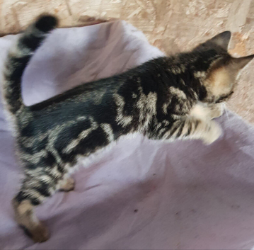 Bengal cross kittens