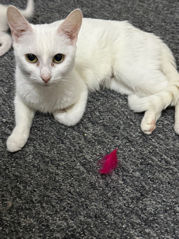 Gorgeous Kittens Looking for Their Forever Homes