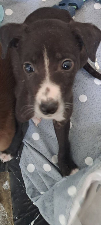 Saluki gray