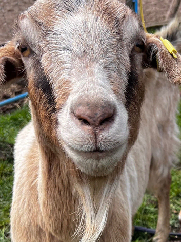 Female goats Anglo Nubian/Toggenburg/Boer