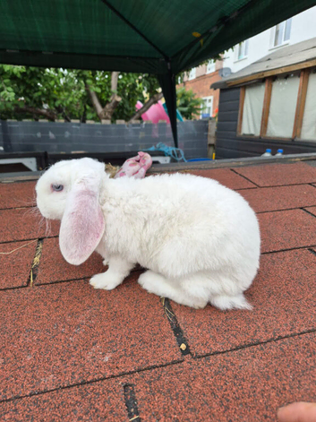 Male mini plush lop