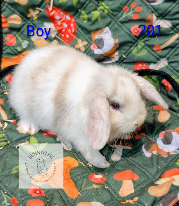 5 Mini Lop/Mini Rex bunnies for reserve! Ready Sunday 4th October