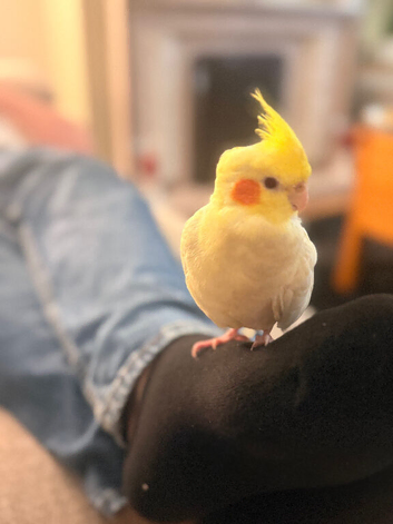 Female cockatiel
