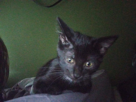 Beautiful little black female