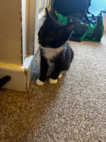 Stunning kitten for sale!
