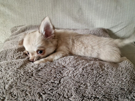 REDUCED Chihuahua Puppies READY NOW