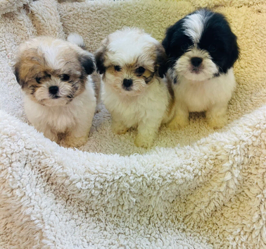 Shihchon Teddy Bear Girl Puppies (Shih Tzu x Bichon Frise)
