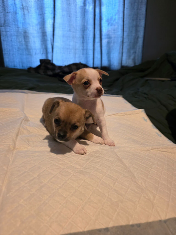 Teacup chihuahua