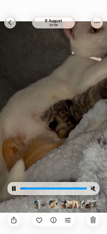 Kittens