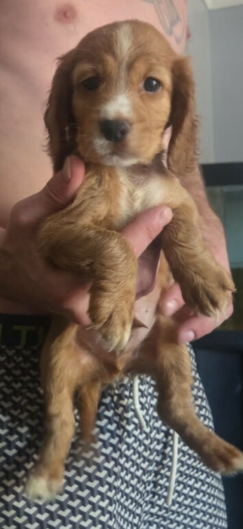 8 week old Male full cocker spaniel
