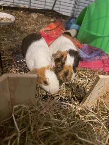 2 guinea pigs for sale